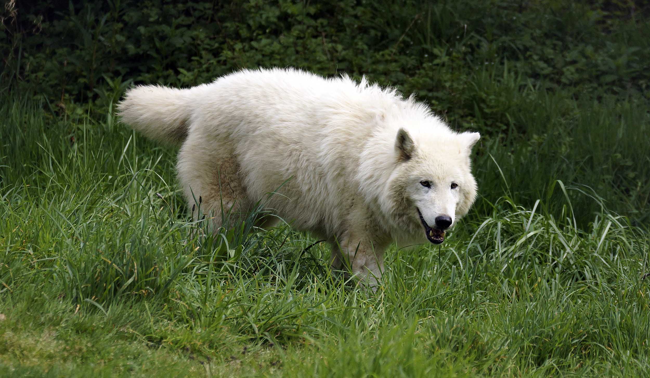 White Wolf Sanctuary – An Artic Wolf Sanctuary